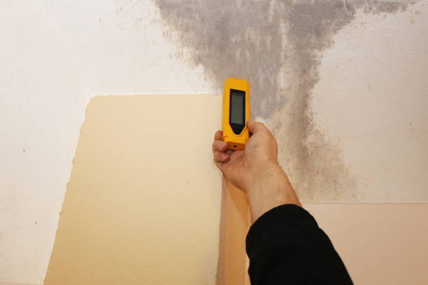 Best Mold Remediation for Healthcare Facilities  in St Augusta, MN