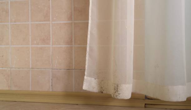 Environmental Consulting for Mold Prevention in St Augusta, MN