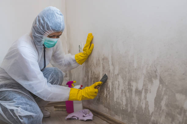Best Mold Damage Restoration  in St Augusta, MN