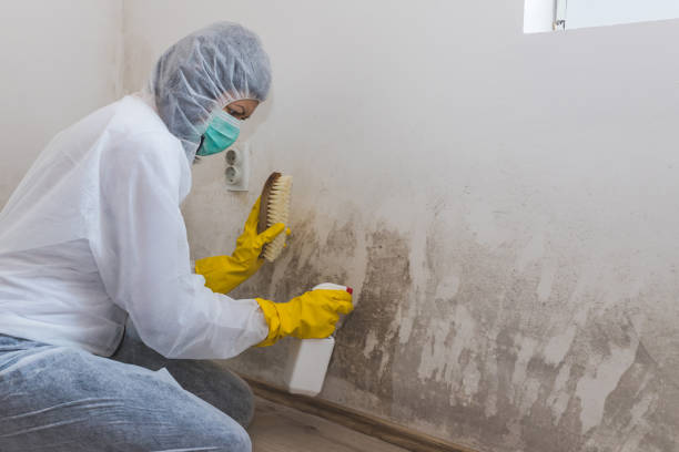 Best Black Mold Removal  in St Augusta, MN