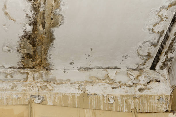 Best Crawl Space Mold Remediation  in St Augusta, MN