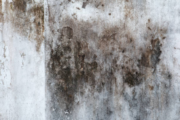 Best Air Quality Testing for Mold Spores  in St Augusta, MN