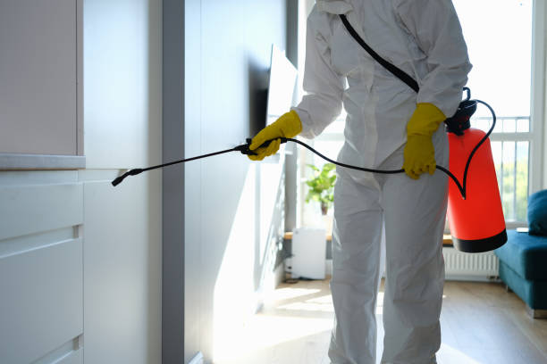 Best Attic Mold Removal  in St Augusta, MN