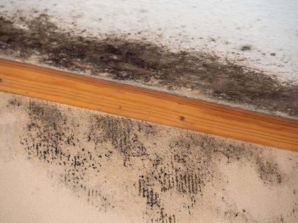 St Augusta, MN Mold Removal Company