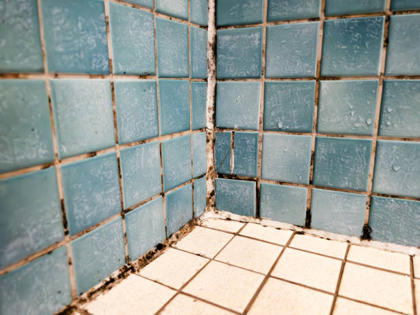 Best Post-Construction Mold Inspection  in St Augusta, MN