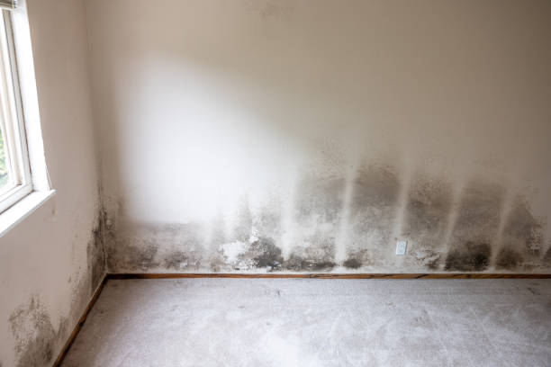Best Mold Remediation for Rental Properties  in St Augusta, MN