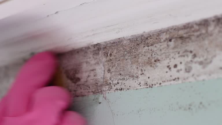 Best Black Mold Removal  in St Augusta, MN